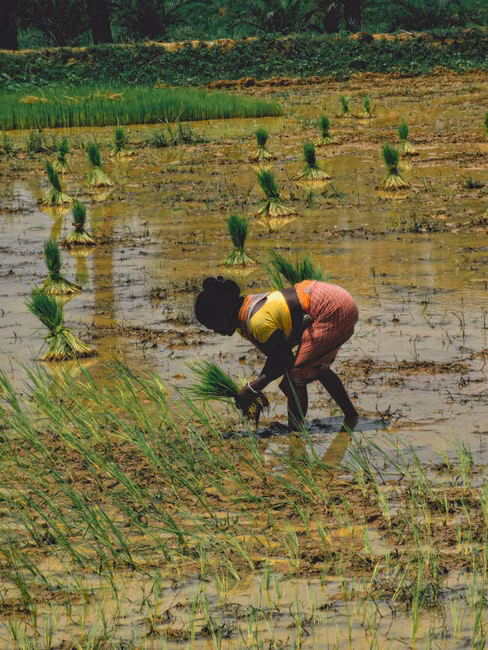 Ureia Agrícola